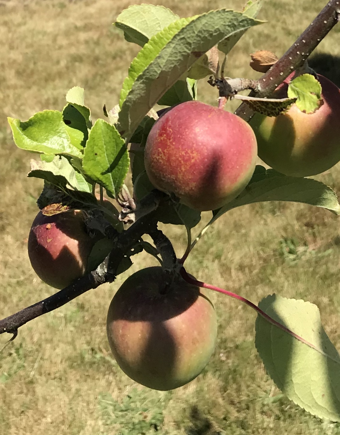 Photo Jul 29, 2 26 23 PM.jpg